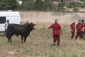 Kesimhaneden ka&ccedil;an boğa paniğe neden oldu