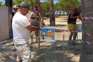 Caretta carettalar 3 yıl sonra yeniden Didim sahilinde