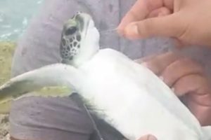 V&uuml;cuduna plastik poşet dolanmış olan caretta caretta kurtarıldı