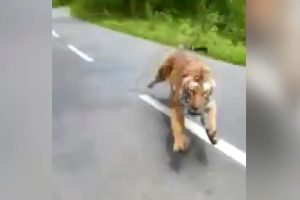 Otoyola &ccedil;ıkan kaplan motosikleti kovaladı
