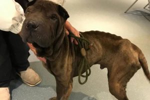 Kayalıklardan d&uuml;şen k&ouml;pek 45 g&uuml;n hayatta kalmayı başardı