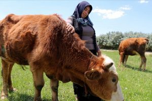 Devlet desteğiyle başladığı hayvancılıkla &ccedil;ocuklarını okutuyor