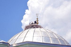 Cami kubbesindeki leylekler elektrik akımına kapıldı