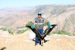 Yaralı kaya kartalı tedavi edilerek doğaya salındı