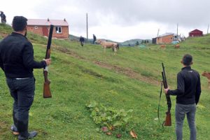A&ccedil; kalan kurtlar yayla hayvanlarını tehdit ediyor