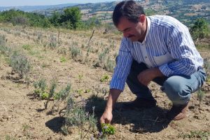 Bursa'da tıbbi aromatik bitki yetiştiriciliğine destek