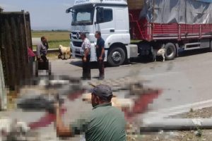 Hayvan y&uuml;kl&uuml; TIR devrildi!