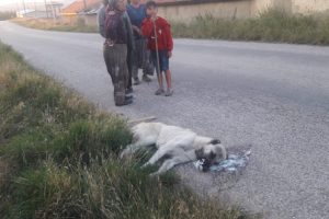 Sokak k&ouml;peklerini zehirleyerek &ouml;ld&uuml;rd&uuml;ler