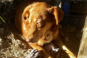 Bursa'da kamyonun ezdiği k&ouml;pek i&ccedil;in seferber oldular