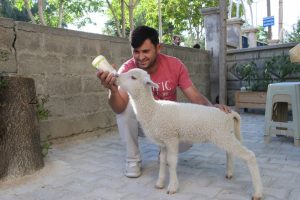 &Ccedil;ocuğu gibi b&uuml;y&uuml;tt&uuml;ğ&uuml; kuzusu peşinden ayrılmıyor