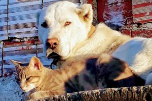 Bursa'da koruma k&ouml;peği ile kedinin dostluğu şaşırtıyor