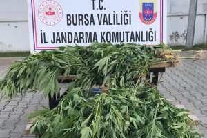 Bursa'da jandarmadan kenevir operasyonu