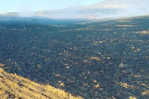 10 d&ouml;n&uuml;ml&uuml;k arpa tarlası k&uuml;l oldu