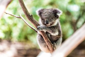 Koala neslini t&uuml;kenmekten kurtaracak gelişme