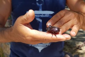 Karab&uuml;k'te gergedan b&ouml;ceği bulundu