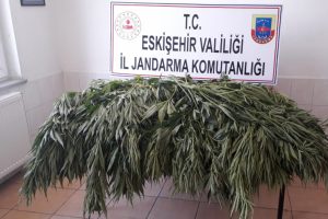 Jandarma bah&ccedil;eye ekili 35 k&ouml;k kenevir ele ge&ccedil;irdi