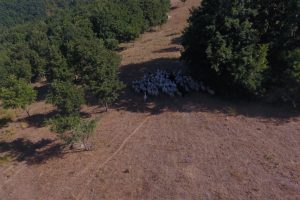 Bursa'da kaybolan hayvanları jandarma drone ile buldu