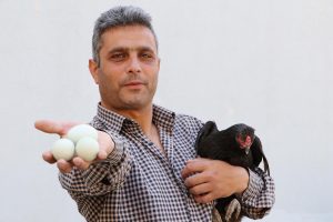 Bu tavuklar yeşil yumurtluyor