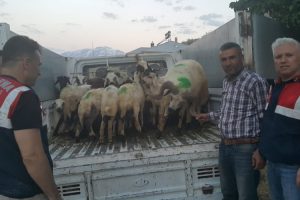 Hayvan hırsızlarını &ouml;zel ekip yakaladı