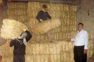 Besicilerin saman telaşı başladı