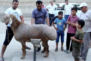 192 kiloluk koyun g&ouml;renleri hayrete d&uuml;ş&uuml;rd&uuml;