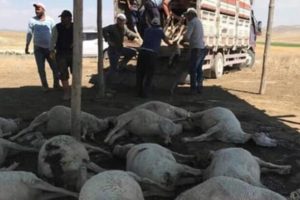 Polatlı'daki hayvan &ouml;l&uuml;mlerinin nedeni belli oldu