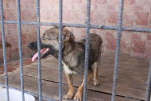 Bursa'da &uuml;zerinden aracın ge&ccedil;tiği y&uuml;r&uuml;yemeyen sokak k&ouml;peğini sağlığına kavuşturdular