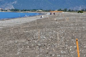 Caretta caretta kafeslerini &ccedil;&ouml;pl&uuml;k zanneden var