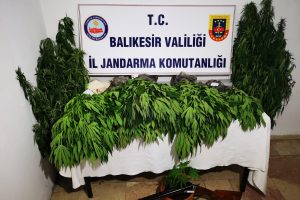 289 k&ouml;k kenevir ele ge&ccedil;irildi