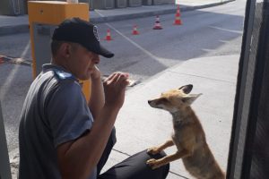 &Uuml;niversite girişine gelen tilkiyi elleriyle besliyorlar