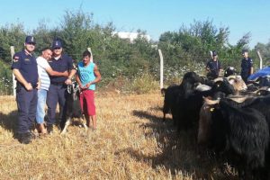 &Ccedil;obanın kaybettiği 80 k&uuml;&ccedil;&uuml;kbaş, drone ile bulundu