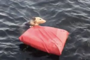 Keseli sı&ccedil;anın boğulmaktan kurtarılma anları sosyal medyada viral oldu