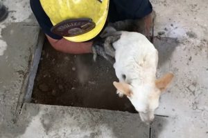 Betonun altında sıkışan k&ouml;pek kurtarıldı