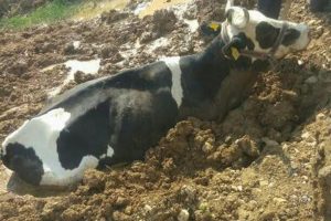 &Ccedil;amura saplanan inek kurtarıldı