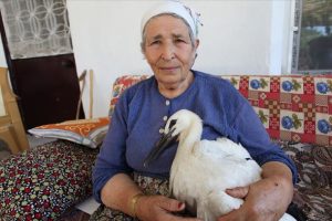 Leylek 'Efe'yi anne şefkatiyle b&uuml;y&uuml;tt&uuml;