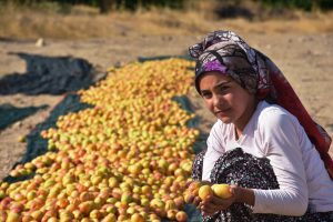 Kayısıda 391 bin 792 ton rekolte bekleniyor