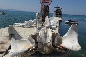 Deniz kıyısında devasa kemikler bulundu