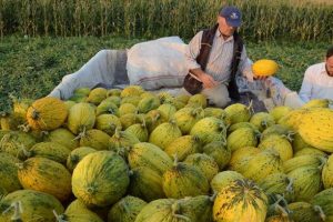 Kırkağa&ccedil; kavunu Avrupa yolcusu