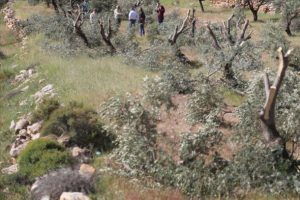 İsrail işgal altındaki Filistin topraklarında 2,5 milyon ağa&ccedil; s&ouml;kt&uuml;