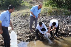 13 g&ouml;lete 70 bin sazan yavrusu bırakıldı