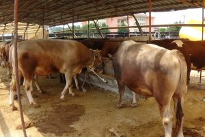 Bursa'da kurbanlıklar gelmeye başladı