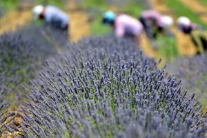 T&uuml;rkiye'nin en b&uuml;y&uuml;k adası 'lavanta' kokacak