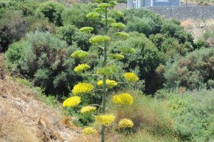 UNESCO'nun d&uuml;nya mirası listesindeki agave bitkisi &ccedil;i&ccedil;ek a&ccedil;tı