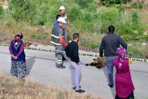 Elektrik kablosu 10 koyunu telef etti