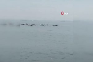 Yunusların denizdeki g&ouml;sterisi kamerada