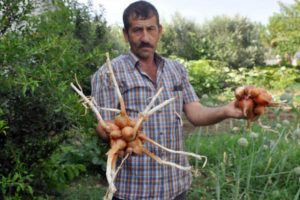 Soğanlar g&ouml;r&uuml;nt&uuml;s&uuml;yle şaşırttı!