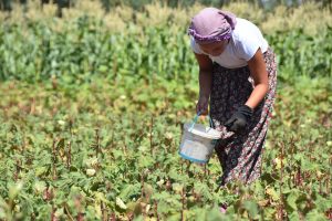 Sofraya binbir emekle gelen bamyanın fiyatı katlandı