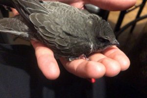 Yolda bulduğu ebabili besleyip doğaya bıraktı