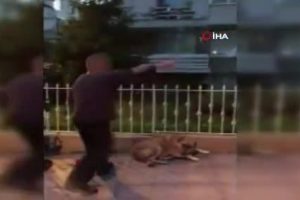 Yaşlı adam yerde yatan k&ouml;peği tekmeledi