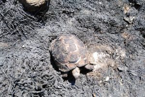 İtfaiyenin m&uuml;dahalesi yaralı kaplumbağayı hayata bağladı